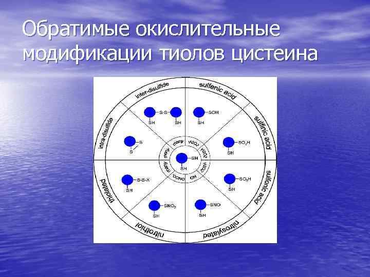 Обратимые окислительные модификации тиолов цистеина 