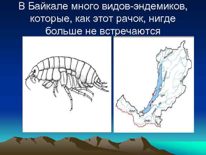 В Байкале много видов-эндемиков, которые, как этот рачок, нигде больше не встречаются 