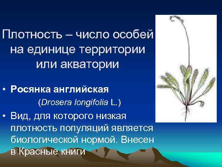 Плотность – число особей на единице территории или акватории • Росянка английская (Drosera longifolia