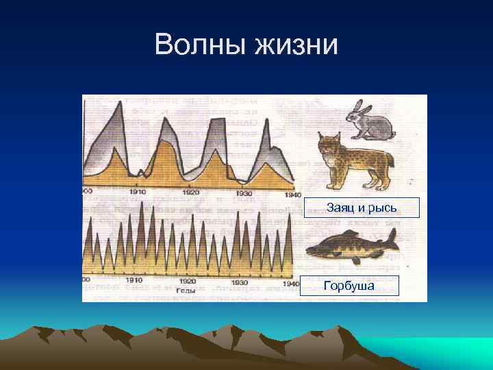 Волны жизни Заяц и рысь Горбуша 