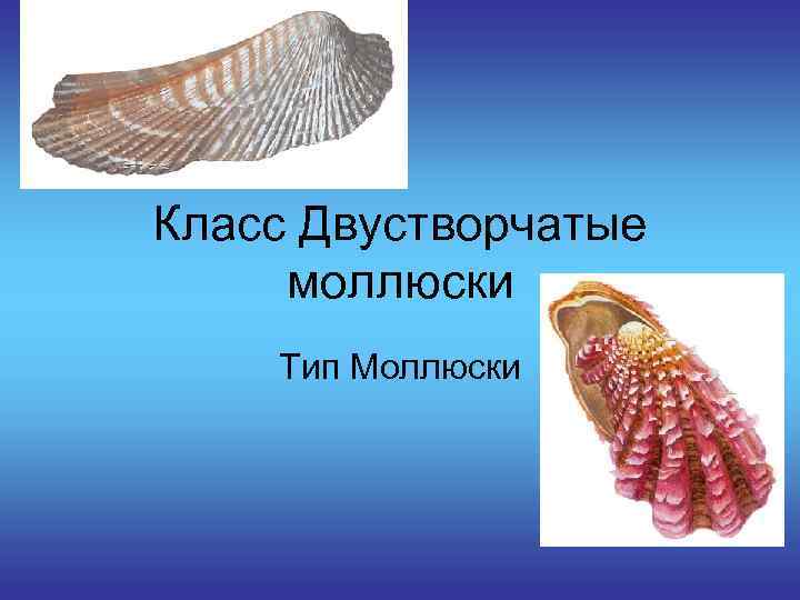 Класс Двустворчатые  моллюски Тип Моллюски 
