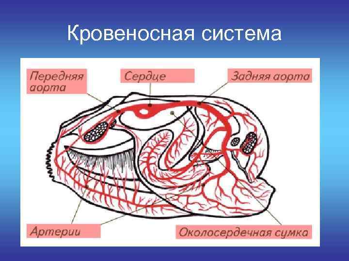 Нервная система головоногих моллюсков