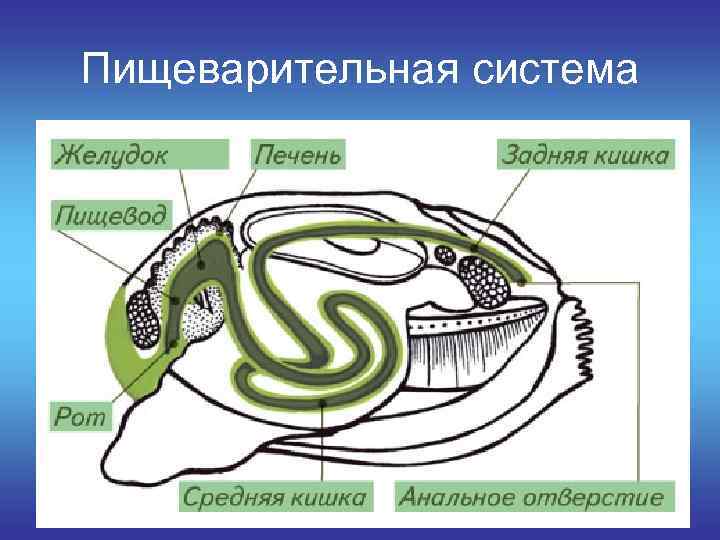 Пищеварительная система моллюсков. Пищеварительная система двустворчатых моллюсков. Моллюски строение пищеварительной системы. Класс двустворчатые моллюски пищеварительная система. Органы пищеварения класс двустворчатые моллюски.