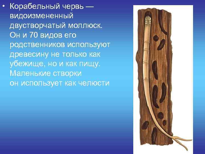  • Корабельный червь —  видоизмененный  двустворчатый моллюск. Он и 70 видов