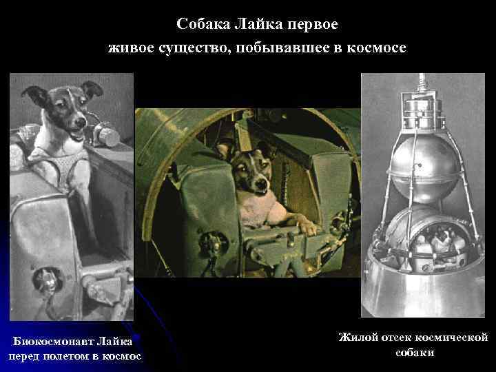 Собака Лайка первое живое существо, побывавшее в космосе Биокосмонавт Лайка перед полетом в космос