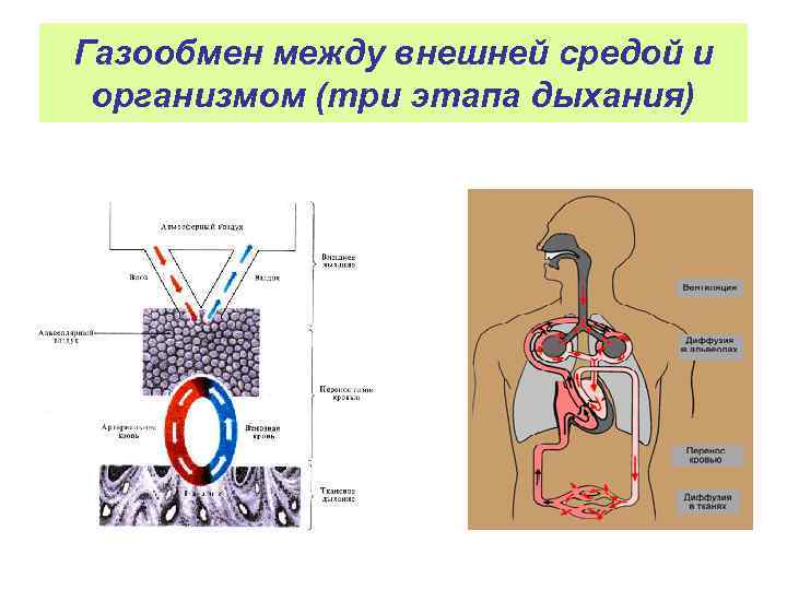 Газообмен между внешней средой и организмом (три этапа дыхания) 