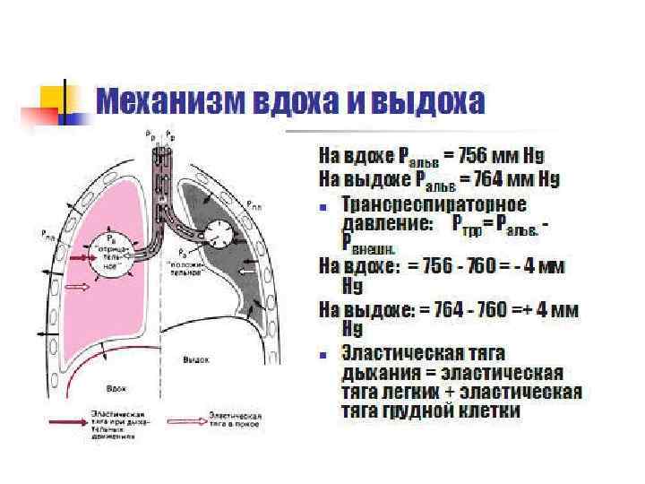 При вдохе диаграмма