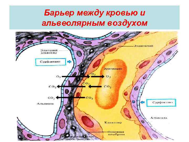 Аэрогематический барьер стенки