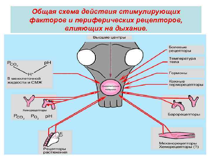 Общая схема действия стимулирующих факторов и периферических рецепторов, влияющих на дыхание. 