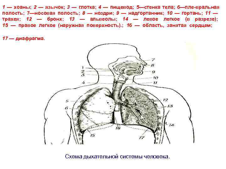 1 — хоаны; 2 — язычок; 3 — глотка; 4 — пищевод; 5—стенка тела;