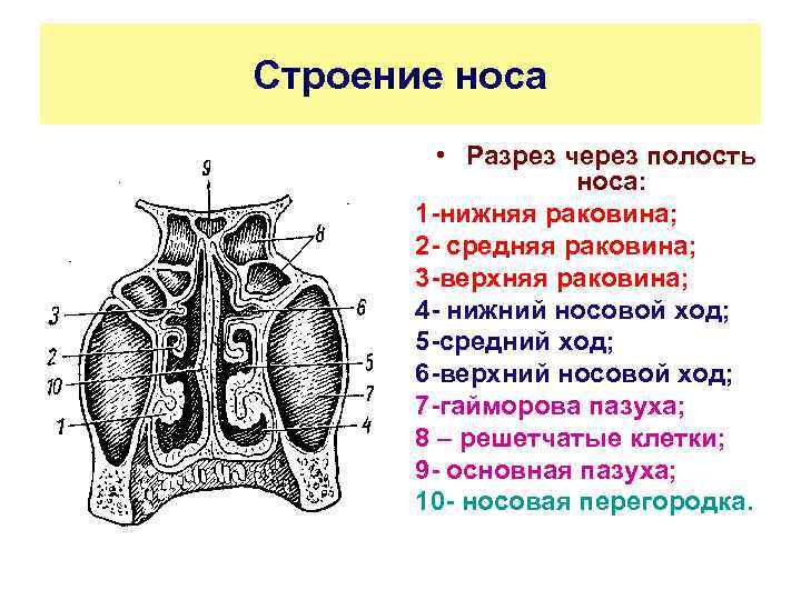 Среднее строение