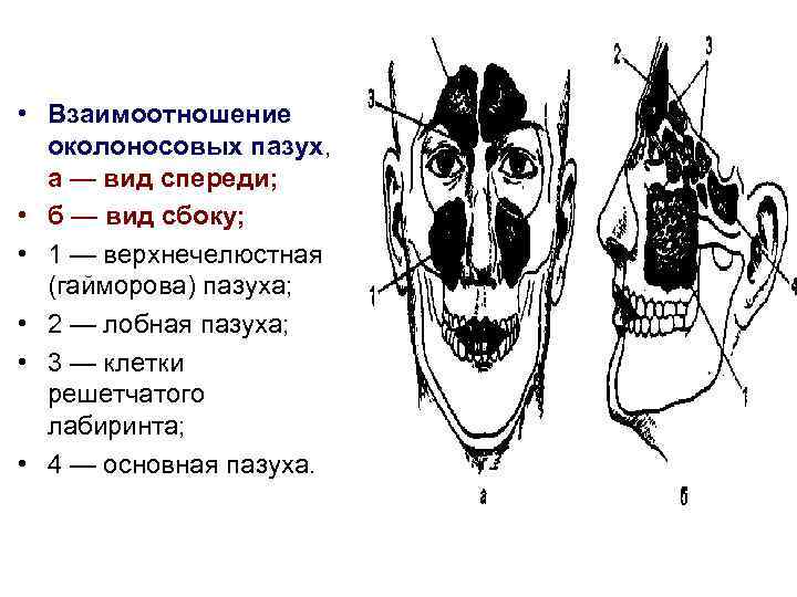 Зубы и пазухи гайморовы расположение схема