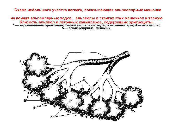  Схема небольшого участка легкого, показывающая альвеолярные мешочки на концах альвеолярных ходов, альвеолы в