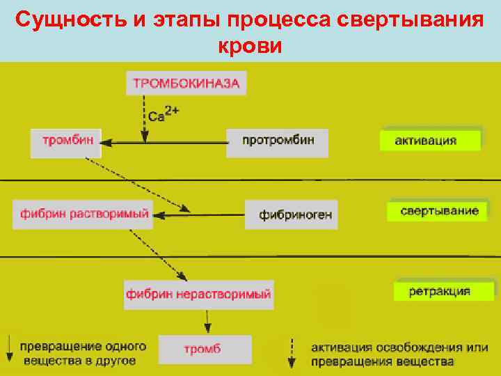 Сущность и этапы процесса свертывания крови 