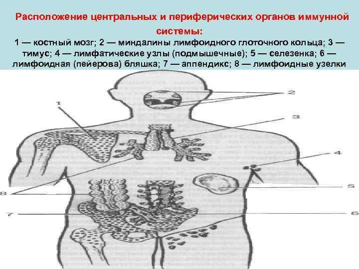 Расположение центральных и периферических органов иммунной системы: 1 — костный мозг; 2 — миндалины