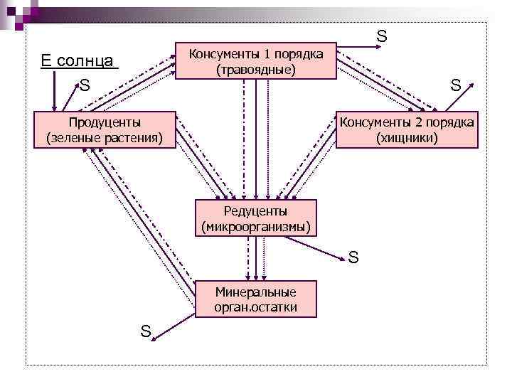 S Консументы 1 порядка (травоядные) Е солнца S Продуценты (зеленые растения) S Консументы 2