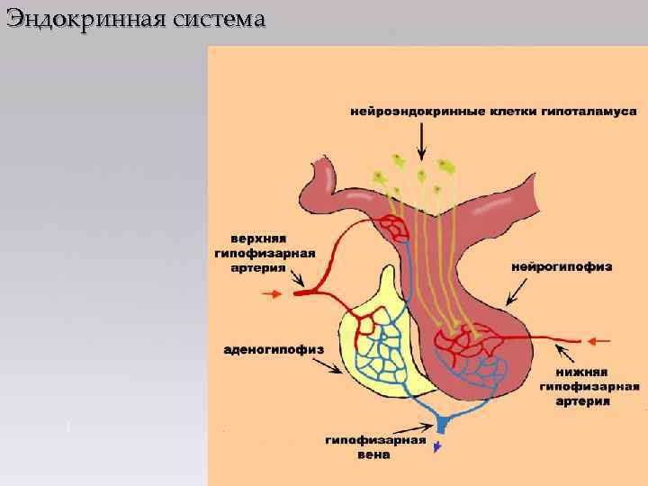 Эндокринная система 1 Thursday, February 1, 2018 
