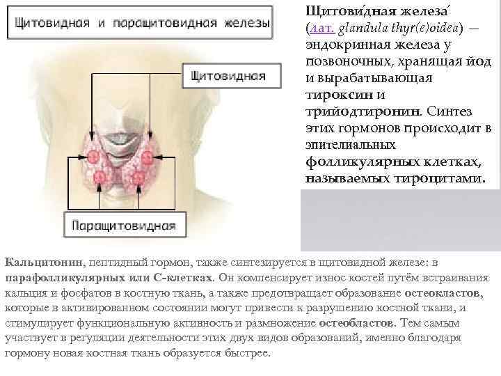 Щитови дная железа (лат. glandula thyr(e)oidea) — эндокринная железа у позвоночных, хранящая йод и