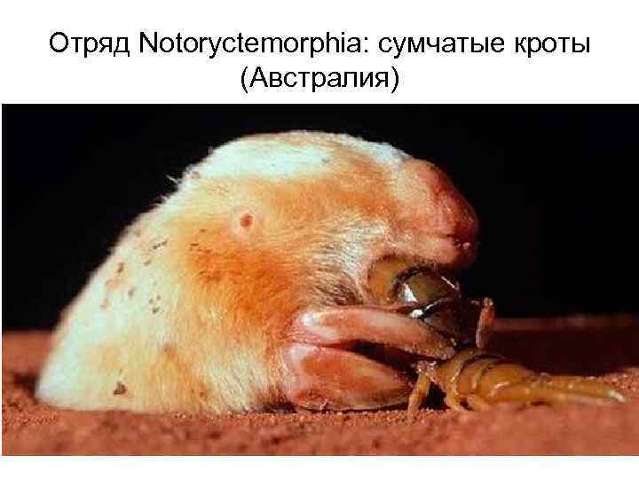 Отряд Notoryctemorphia: сумчатые кроты (Австралия) 