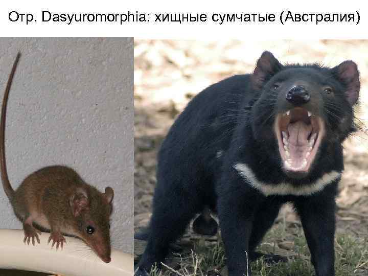 Отр. Dasyuromorphia: хищные сумчатые (Австралия) 