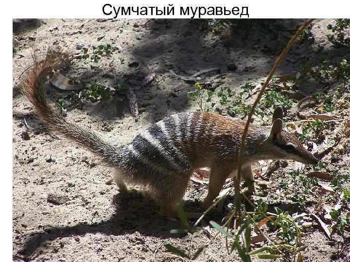 Сумчатый муравьед 