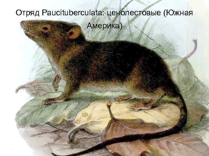Отряд Paucituberculata: ценолестовые (Южная Америка) 