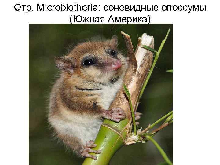 Отр. Microbiotheria: соневидные опоссумы (Южная Америка) 