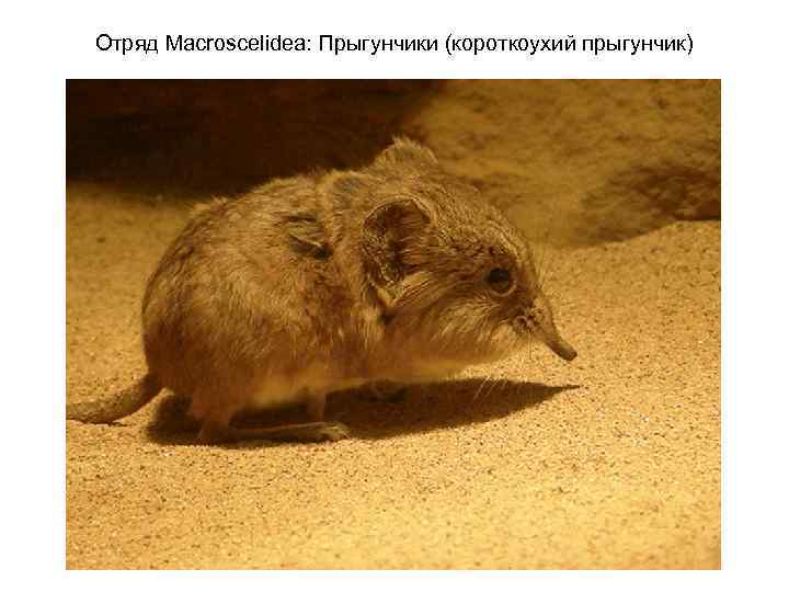 Отряд Macroscelidea: Прыгунчики (короткоухий прыгунчик) 