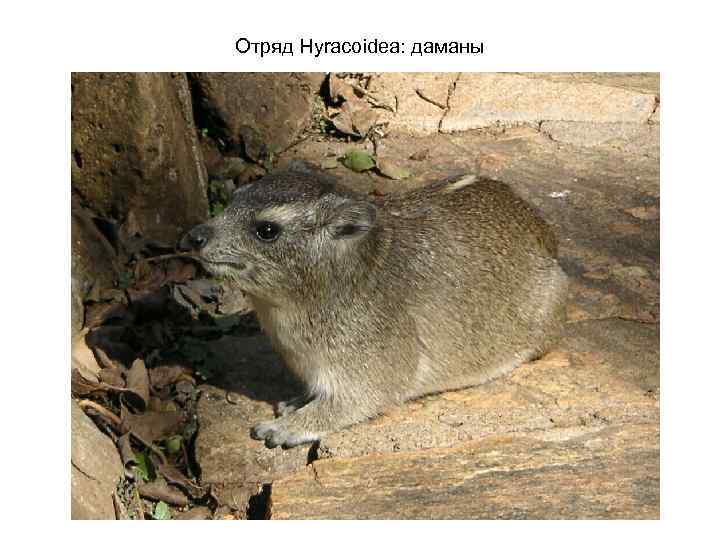 Отряд Hyracoidea: даманы 