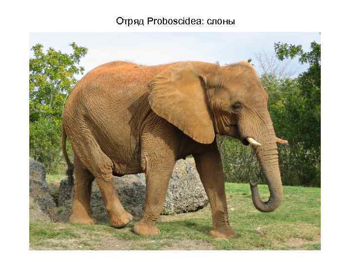 Отряд Proboscidea: слоны 