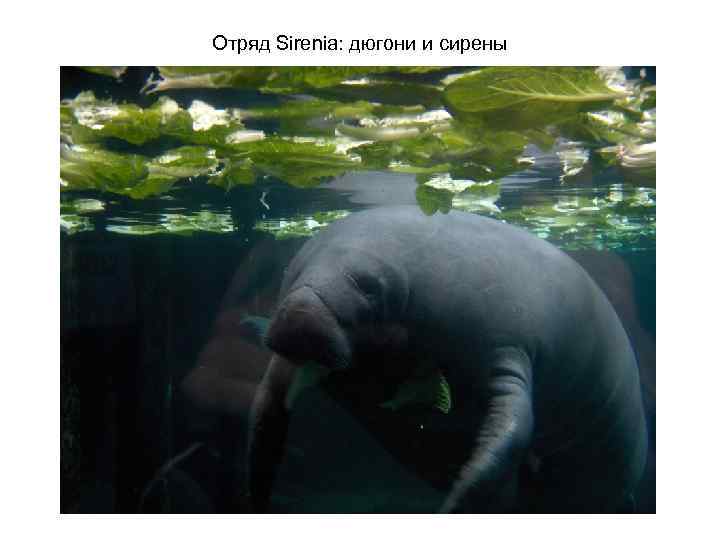 Отряд Sirenia: дюгони и сирены 