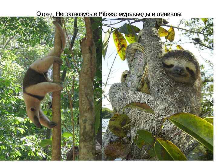 Отряд Неполнозубые Pilosa: муравьеды и ленивцы 