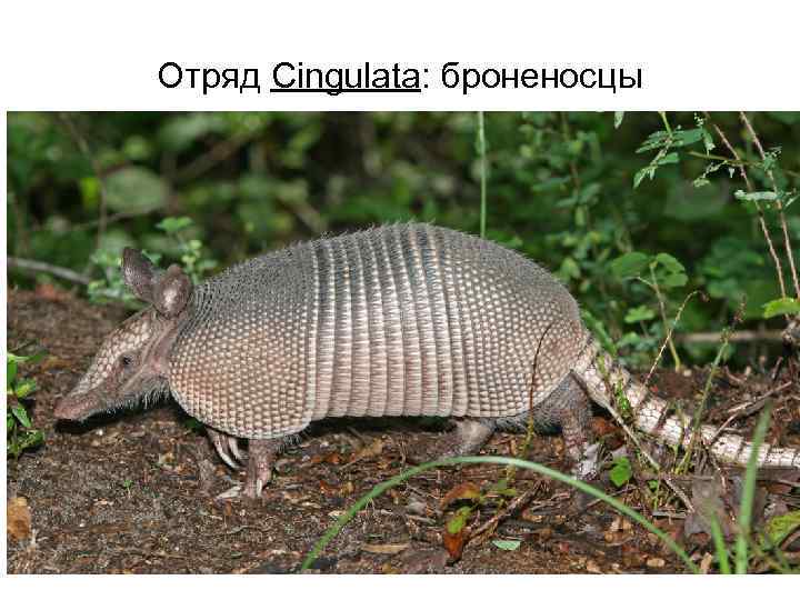 Отряд Cingulata: броненосцы 