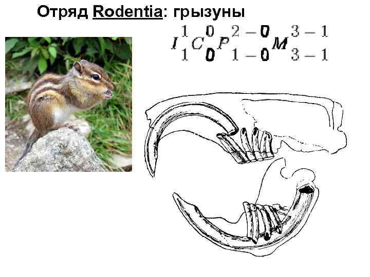 Отряд Rodentia: грызуны 