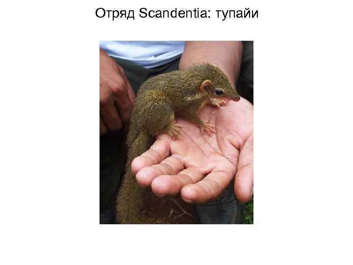 Отряд Scandentia: тупайи 