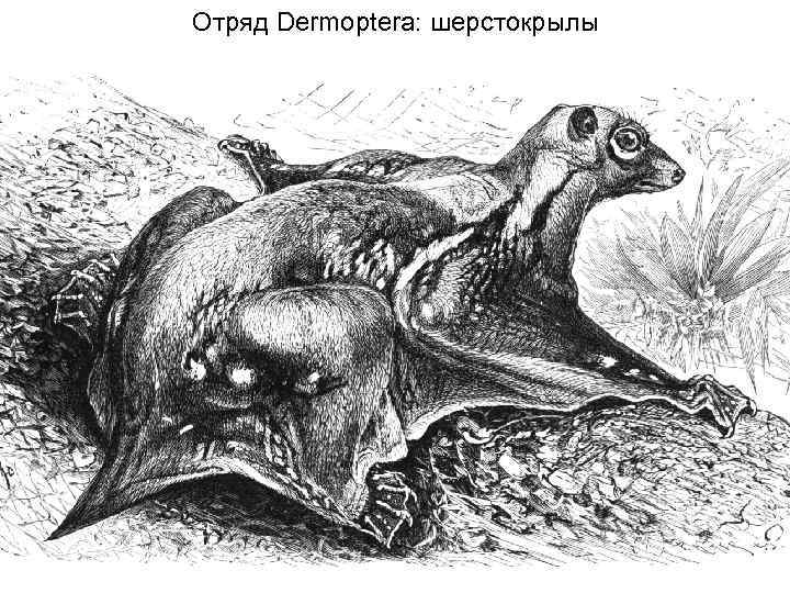 Отряд Dermoptera: шерстокрылы 