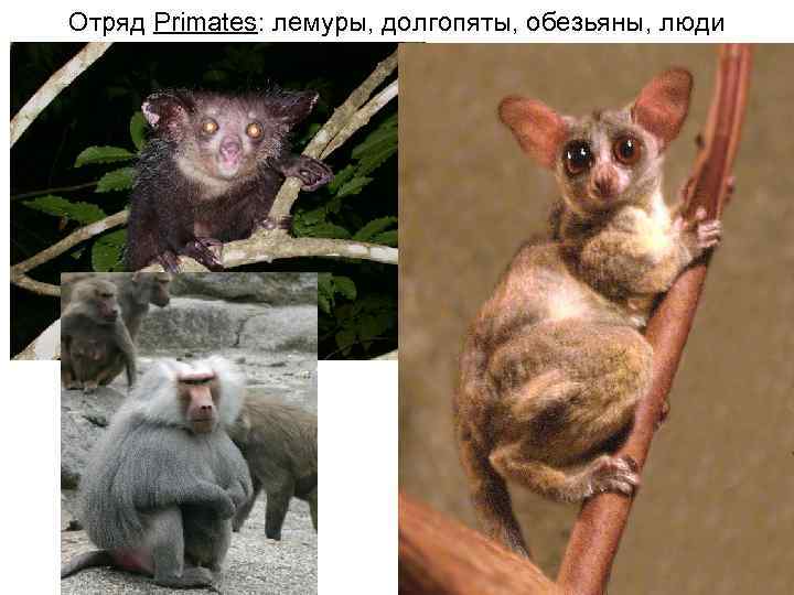 Отряд Primates: лемуры, долгопяты, обезьяны, люди 