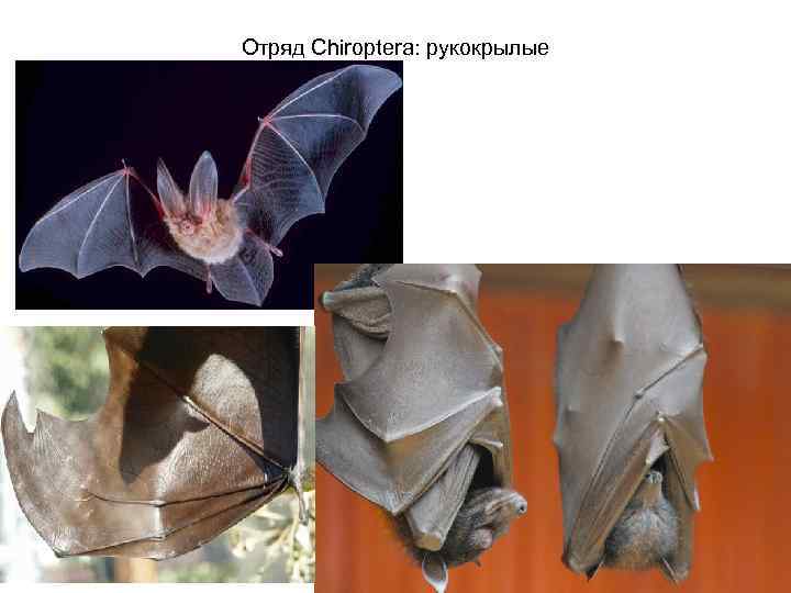 Отряд Chiroptera: рукокрылые 