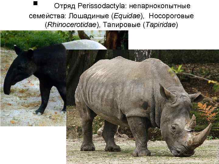  Отряд Perissodactyla: непарнокопытные семейства: Лошадиные (Equidae), Носороговые (Rhinocerotidae), Тапировые (Tapiridae) 