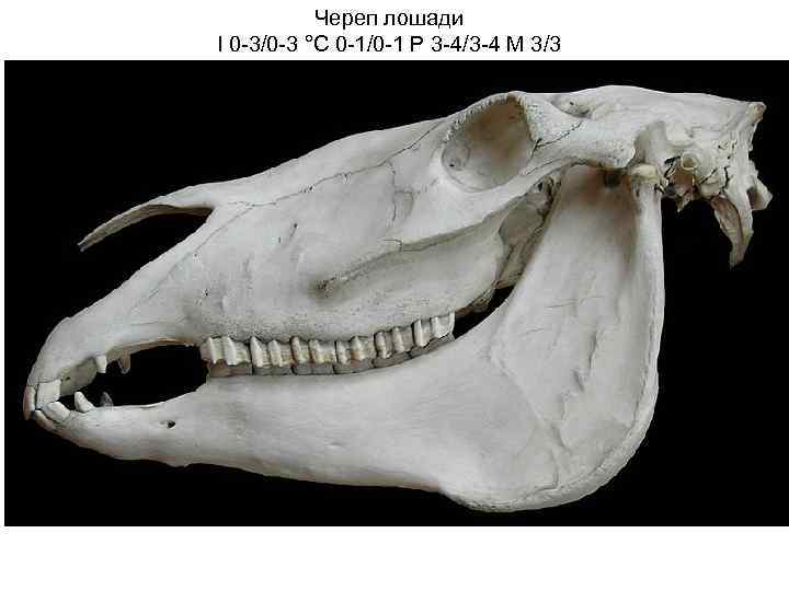 Череп лошади I 0 -3/0 -3 °C 0 -1/0 -1 P 3 -4/3 -4