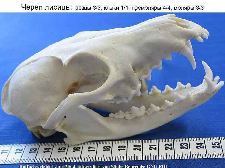 Череп лисицы: резцы 3/3, клыки 1/1, премоляры 4/4, моляры 3/3 