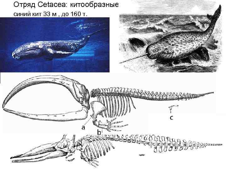 Отряд Cetacea: китообразные синий кит 33 м , до 160 т. 