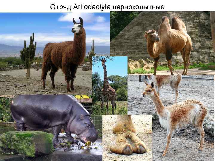 Отряд Artiodactyla парнокопытные 