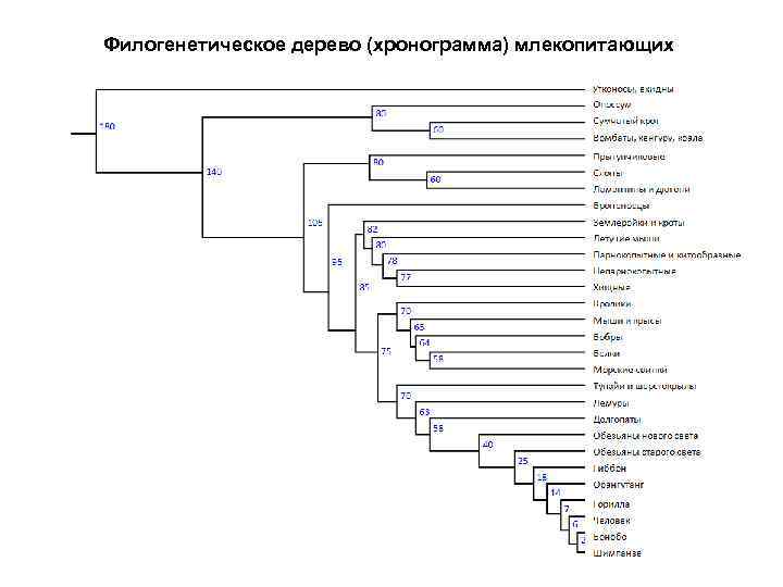 Филогенетическое дерево (хронограмма) млекопитающих 