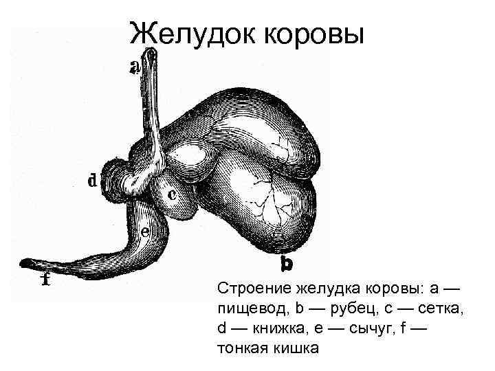 Строение желудка коровы схема