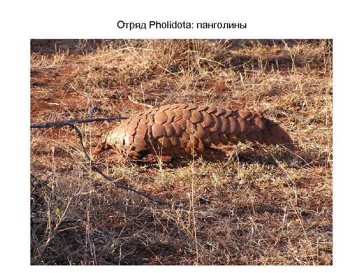 Отряд Pholidota: панголины 