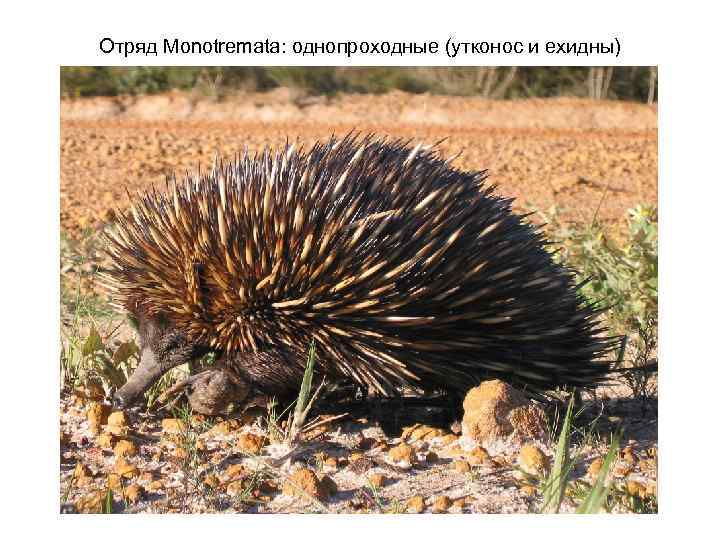 Отряд Monotremata: однопроходные (утконос и ехидны) 