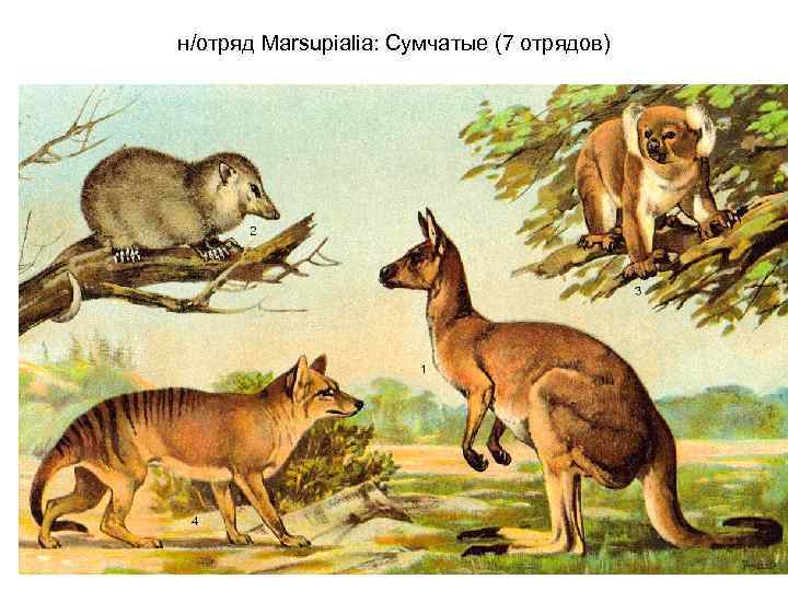 н/отряд Marsupialia: Сумчатые (7 отрядов) 