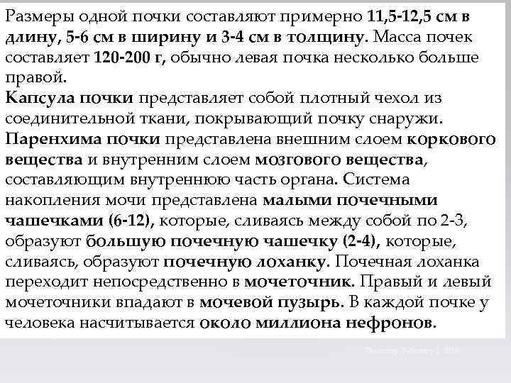 Размеры одной почки составляют примерно 11, 5 -12, 5 см в длину, 5 -6