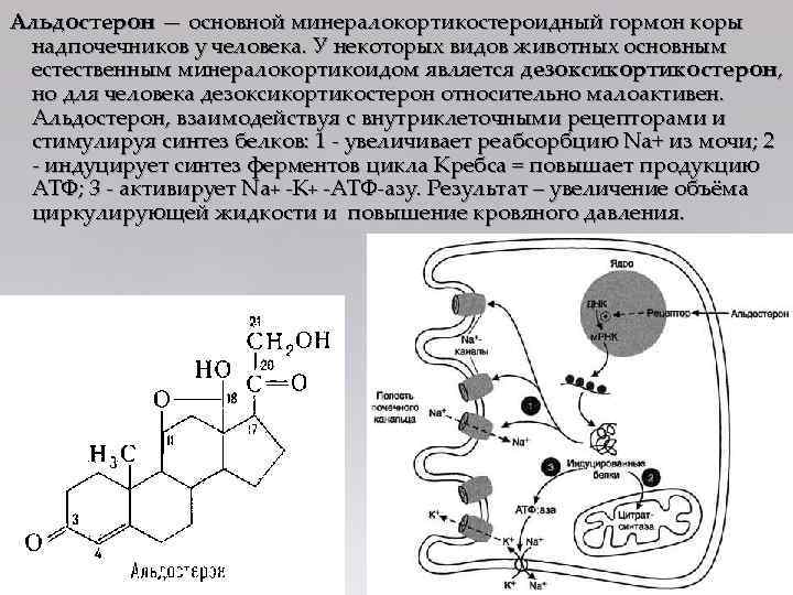 Альдостерон — основной минералокортикостероидный гормон коры надпочечников у человека. У некоторых видов животных основным